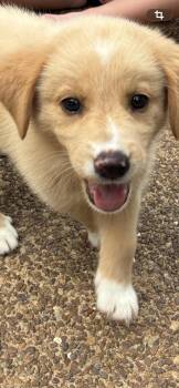 Mic -  Golden Retriever and Great Pyrenees Dog for Adoption - Mic | PetCurious