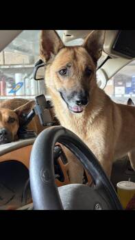 Shep -  Shepherd Dog for Adoption - Shep | PetCurious