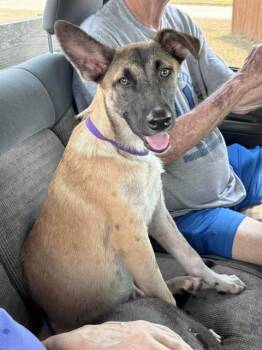 Hope -  Belgian Shepherd Malinois Dog for Adoption in Manchester, Connecticut - Hope | PetCurious