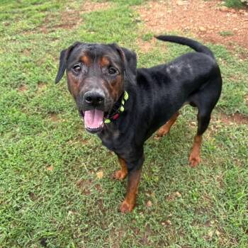 Cannoli -  Rottweiler and Mixed Breed Dog for Adoption in Springfield, Missouri - Cannoli | PetCurious