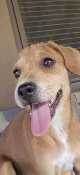 Rescue Terrier and Pug Dogs for Adoption in Peoria, Arizona - Sasha | PetCurious