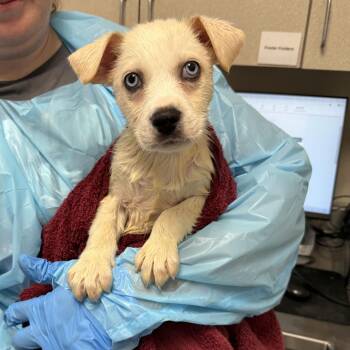 Jeffrina -  Shepherd and Mixed Breed Dog for Adoption in San Antonio, Texas - Jeffrina | PetCurious