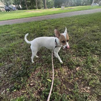 Riley -  Jack Russell Terrier Dog for Adoption in Kittanning, Pennsylvania - Riley | PetCurious