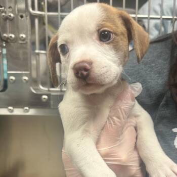 Mixed Breed Dogs Available for Adoption in Charleston, West Virginia - Eric | PetCurious