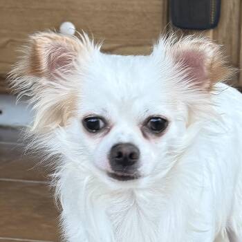 Frost Bean -  Chihuahua Dog for Adoption in Auburn, Nebraska - Frost Bean | PetCurious