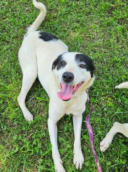 Elizabeth -  Border Collie Dog for Adoption in Hilham, Tennessee - Elizabeth | PetCurious