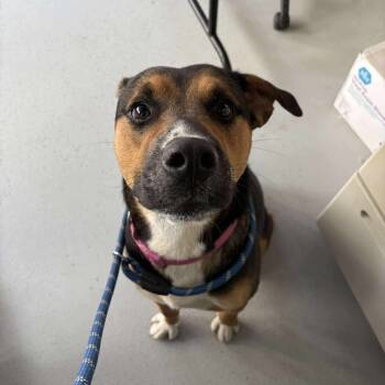 Rescue Mixed Breed Dogs for Adoption in Huntington, West Virginia - Maximilian | PetCurious