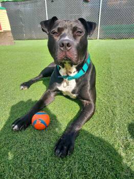 Rescue American Staffordshire Terrier Dogs for Adoption in Blaine, Minnesota - Briella | PetCurious