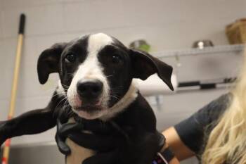 ALIVIA -  Mixed Breed Dog for Adoption in Columbia, South Carolina - ALIVIA | PetCurious