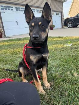 Penny -  Australian Kelpie and Australian Shepherd Dog for Adoption in Johnston, Iowa - Penny | PetCurious