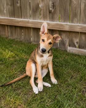 Gabby -  German Shepherd Dog and Collie Dog for Adoption in VERNON ROCKVL, Connecticut - Gabby | PetCurious