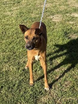 Rescue German Shepherd Dog Dogs for Adoption in Springtown, Texas - Lola | PetCurious