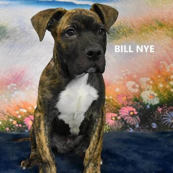 Boxer Dogs Available for Adoption - Bill Nye | PetCurious