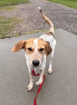 Swiper -  Hound Dog for Adoption in Lexington, Massachusetts - Swiper | PetCurious