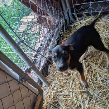 Mixed Breed Dogs Available for Adoption in Tacoma, Washington - Wayne | PetCurious