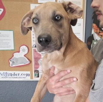 Clarence -  Cattle Dog Dog for Adoption in Hollister, Missouri - Clarence | PetCurious