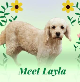 Cockapoo Dogs Available for Adoption in Blaine, Minnesota - Layla | PetCurious