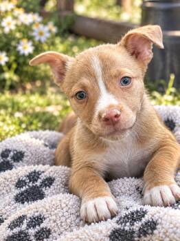 Cheese -  Pit Bull Terrier Dog for Adoption in Brownstown, Indiana - Cheese | PetCurious