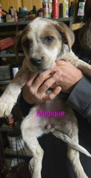 Australian Shepherd Dogs Available for Adoption - Magique | PetCurious