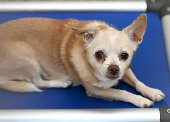 Chihuahua Dogs Available for Adoption in Colorado Springs, Colorado - BLONDIE | PetCurious