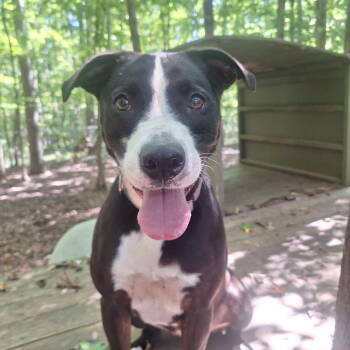 Rescue Labrador Retriever Dogs for Adoption in Mccormick, South Carolina - Chelsea | PetCurious