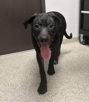 Konge -  Cane Corso and Pit Bull Terrier Dog for Adoption in Vancouver, Washington - Konge | PetCurious