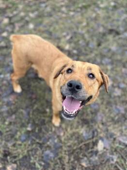 Labrador Retriever Dogs Available for Adoption - Wendy | PetCurious