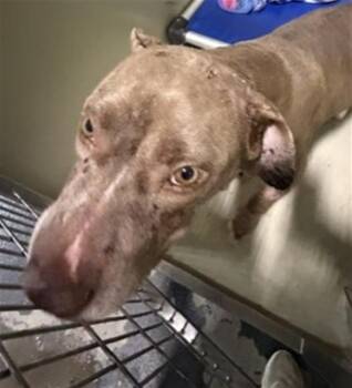Juno - URGENT -  Pit Bull Terrier Dog for Adoption in Thousand Oaks, California - Juno - URGENT | PetCurious