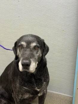 MASTER -  Labrador Retriever Dog for Adoption in Las Vegas, Nevada - MASTER | PetCurious