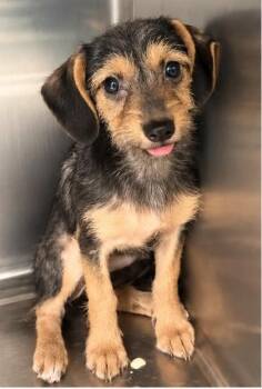 Ruby -  Dachshund and Mixed Breed Dog for Adoption in Morton Grove, Illinois - Ruby | PetCurious