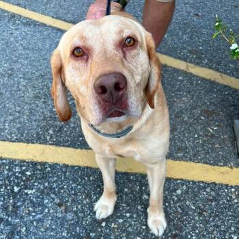 Frank -  Yellow Labrador Retriever Dog for Adoption in Blairsville, Georgia - Frank | PetCurious