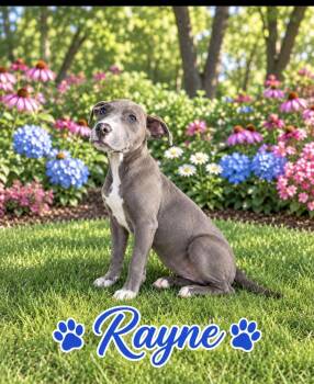 Rayne -  Pit Bull Terrier Dog for Adoption in Seaside Heights, New Jersey - Rayne | PetCurious