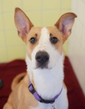 Carmella -  Border Collie and Labrador Retriever Dog for Adoption in Pontiac, Michigan - Carmella | PetCurious