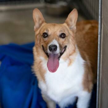 Stacy (S26-120) -  Corgi Dog for Adoption in Peyton, Colorado - Stacy (S26-120) | PetCurious