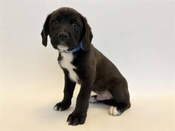 Labrador Retriever Dogs Available for Adoption - BLUE BAYOU BRAWLERS | PetCurious