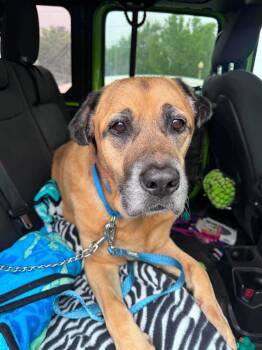 Steele -  Shepherd and Mastiff Dog for Adoption in East Amherst, New York - Steele | PetCurious