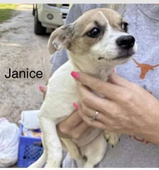 Rescue Chihuahua Dogs for Adoption in Spring, Texas - Janice | PetCurious