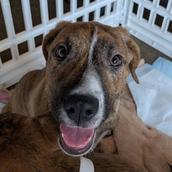 Ethel -  Terrier and Mixed Breed Dog for Adoption in Pawling, New York - Ethel | PetCurious