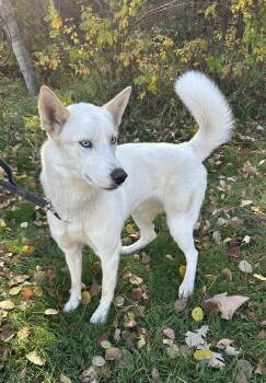 Statice -  Husky Dog for Adoption in Brainerd, Minnesota - Statice | PetCurious