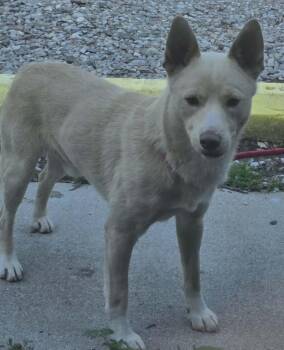 American Eskimo Dog and Mixed Breed Dogs Available for Adoption in Hillsdale, Indiana - Burrito | PetCurious