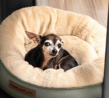 Chihuahua Dogs Available for Adoption in Baton Rouge, Louisiana - Maple | PetCurious