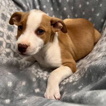 Jasmine -  Terrier and Mixed Breed Dog Available for Adoption in Mount Vernon, Indiana - Jasmine | PetCurious