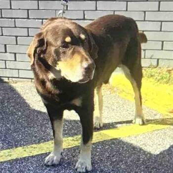 Rescue Chocolate Labrador Retriever Dogs for Adoption in Washington, Pennsylvania - Big Jon (BJ) | PetCurious