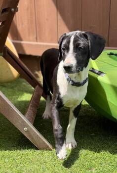 Labrador Retriever and Beagle Dogs Available for Adoption in Poway, California - Max | PetCurious