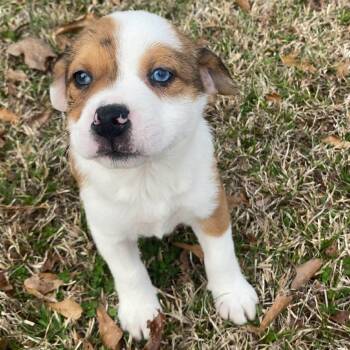 Australian Shepherd Dogs Available for Adoption - Brielle | PetCurious