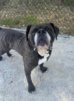 Rescue Mixed Breed and Boxer Dogs for Adoption in Philadelphia, Pennsylvania - Beethoven | PetCurious