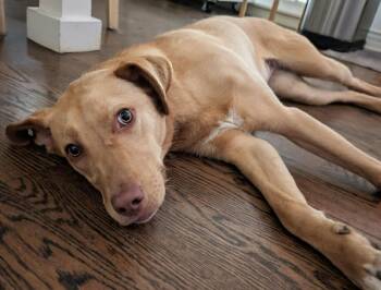 Rescue Labrador Retriever Dogs for Adoption in Overland Park, Kansas - Saylor | PetCurious