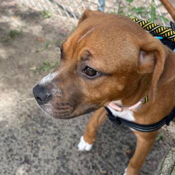 Chromia 29803 -  Mixed Breed Dog for Adoption in Middleburg, Florida - Chromia 29803 | PetCurious