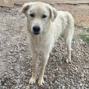 Sable -  Great Pyrenees Dog for Adoption in Pineville, Missouri - Sable | PetCurious