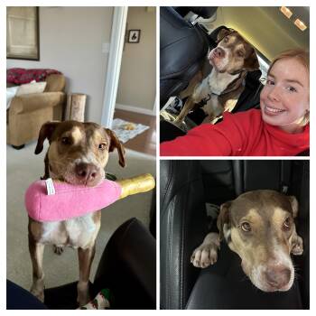 Rescue German Shepherd Dog and Basset Hound Dogs for Adoption in Head Of Saint Margarets Bay, Nova Scotia - Annabee | PetCurious